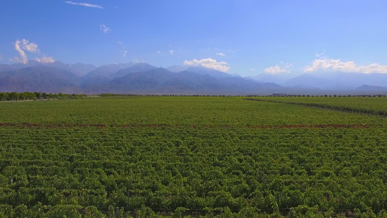 위 에서 볼 수 있는 포도원