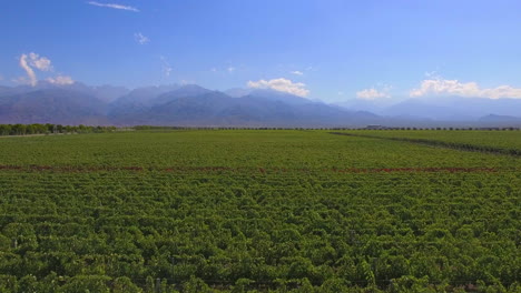 Vineyards-from-above