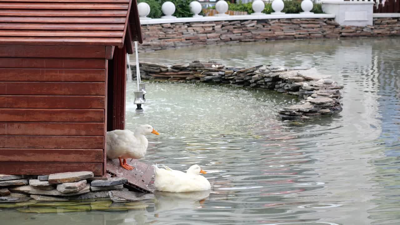 White Ducks by a Wooden Pond House