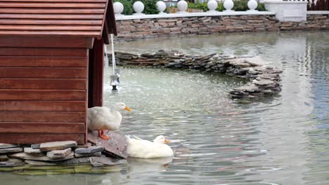 white ducks by a wooden pond house