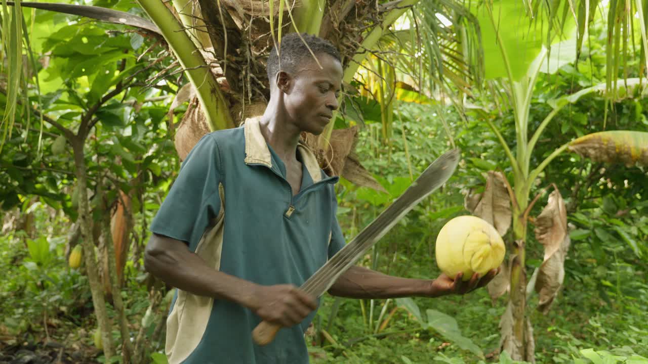 movimiento lento de hombre negro africano cortando un coco dentro de una selva tropical usando un gran cuchillo machete de cerca