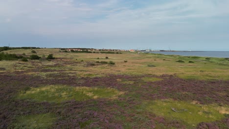 aerial ascent of heath and heather field, skagen, denmark