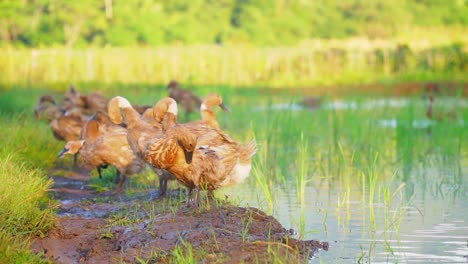 a flock of brown ducks is sunbathing on the pond side