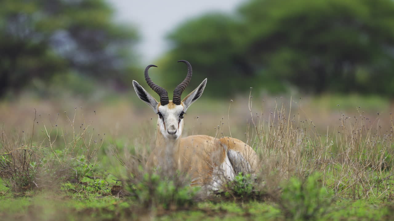 antílope springbok descansando y rumiando, en kalahari central