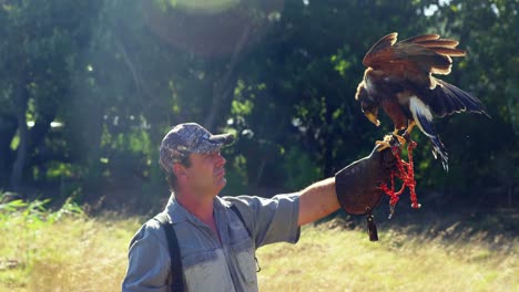 Falkenadler-Hockt-Auf-Der-Hand-Des-Mannes