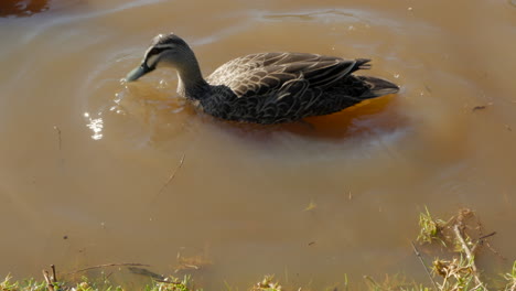 pacific black duck dives into river water searching for food