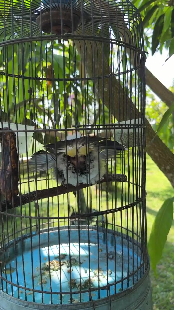 Small Bird Resting and Preening Inside a Hanging Cage