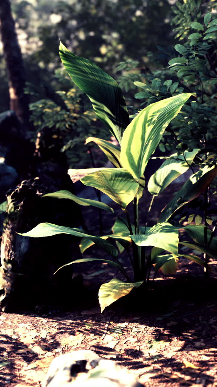 울창 한 숲 에 있는 초록색 열대 식물 의 근접 사진