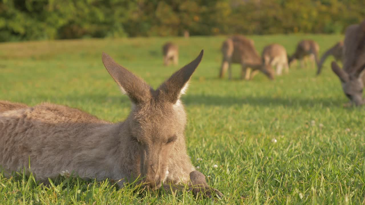 canguro gris oriental tumbado perezosamente mientras come y mastica hierba - multitud de canguros comiendo en la pradera en verano - costa dorada, qld, australia