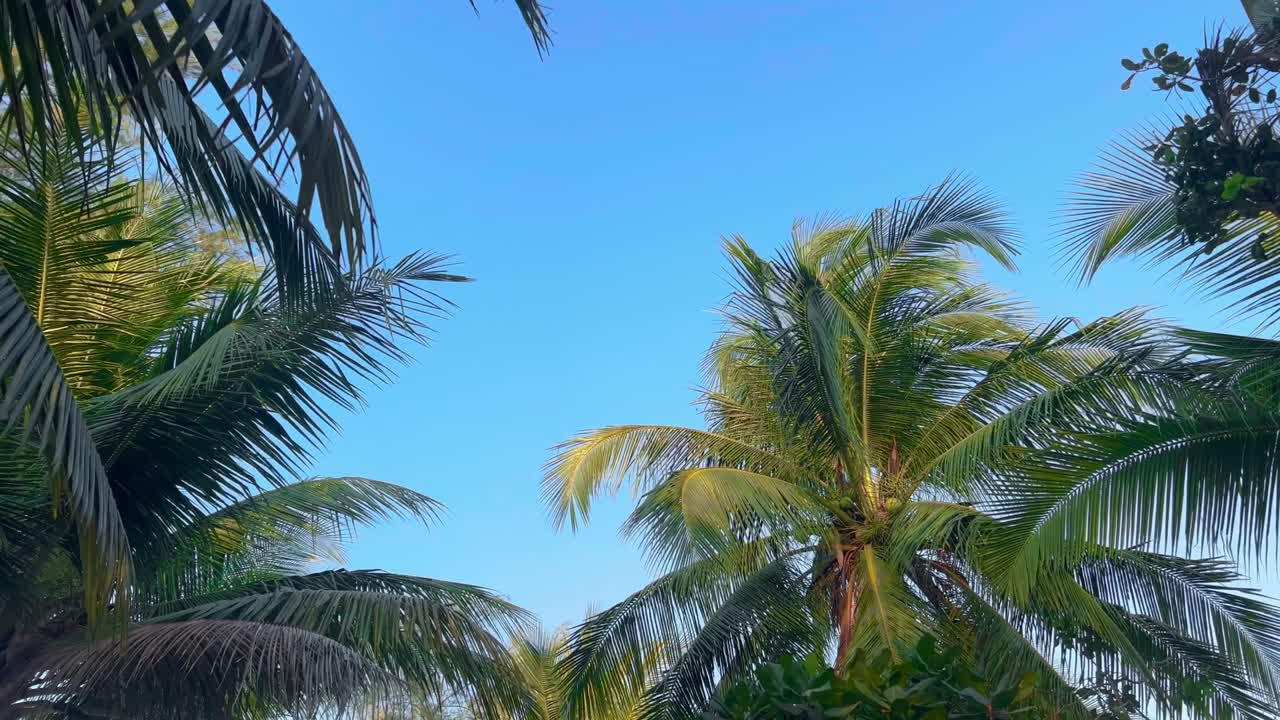 Coconut palms stand tall, their lush green fronds swaying gently in the breeze against a vast, cloudless blue sky.