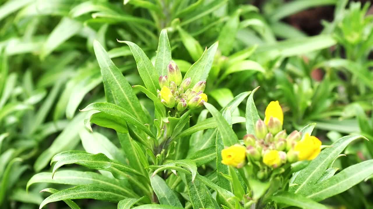 Wallflower Cloth of Gold in yellow bud in spring