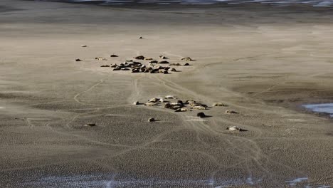 Wide-aerial-orbiting-shot-of-a-colony-of-seals-sleeping-and-sunbathing-on-an-off-shore-sand-bank-in-the-Dutch-delta-on-a-sunny-day