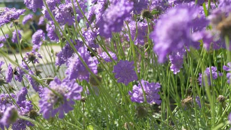 primer plano con un fondo borroso de una abeja recogiendo néctar de flores púrpuras en un día soleado