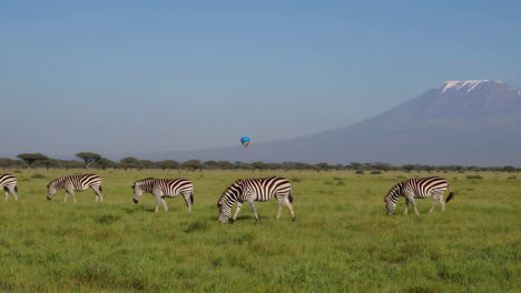 zebras grazing in african savanna with mount kilimanjaro and hot air balloon