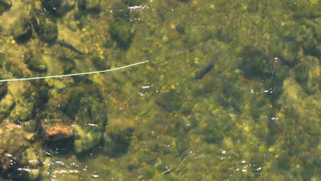 Hermosa-Vista-Aérea-De-Un-Salmón-Atlántico-Siguiendo-Una-Mosca-En-El-Río-De-Las-Flores,-Labrador,-Canadá