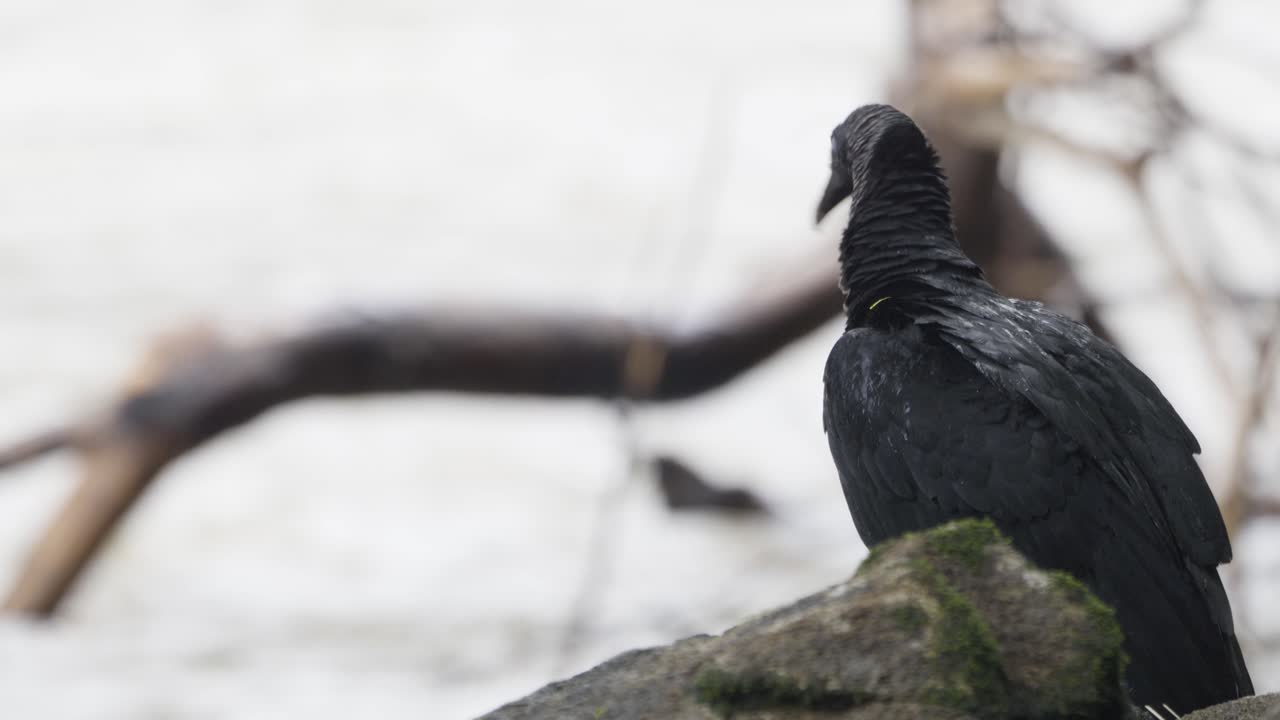 buitre negro posado en una roca, observando su entorno en la naturaleza