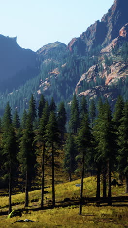 scenic mountain view with pine trees