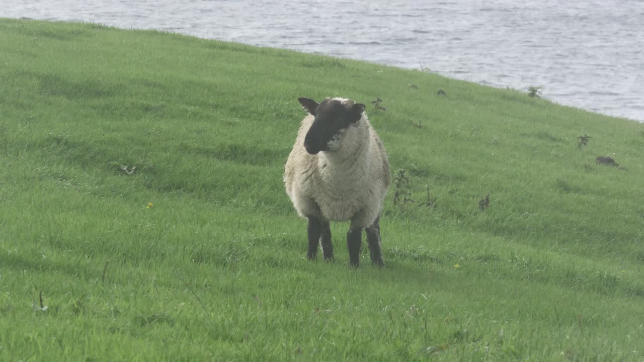 овцы едят траву.