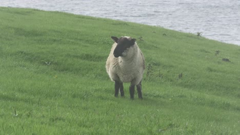 sheeps eating gras