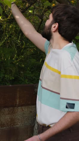 young man in the countryside picks grapefruits from the tree