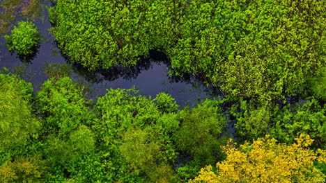 aerial view of flooded forest and swamp vegetation captured by drone
