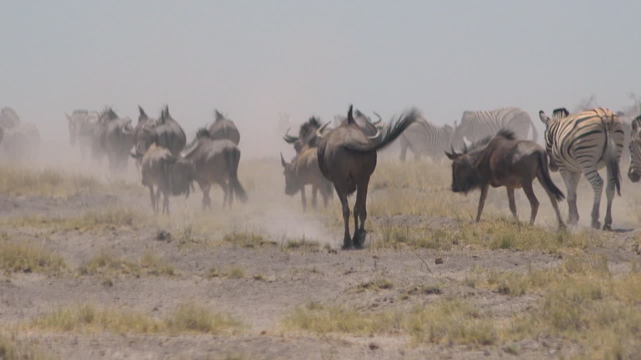 Zebras and wildebeest make their way across the dry dusty desert plains of Etosha National Park Namibia Africa 1