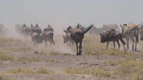 zebras and wildebeest make their way across the dry dusty desert plains of etosha national park namibia africa 1