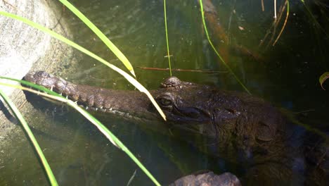 A-freshwater-crocodile,-crocodylus-johnstoni-soaking-in-the-water,-close-up-shot