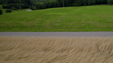 aerial side view of male cyclist wearing sunglasses and helmet riding racing bike along ripe wheat field in rural countryside