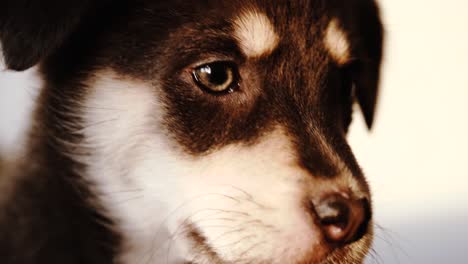 various closeup shots of sleepy puppy in evening light