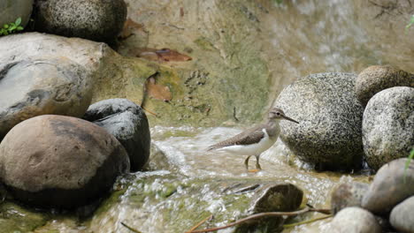 Flussuferläufer-Frisst-An-Einem-Kleinen-Wasserfall-Mit-Seichtem,-Fließendem-Wasser-In-Freier-Wildbahn