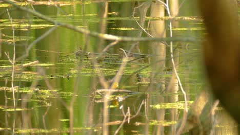 little bird feeding in lake in ontario, canada