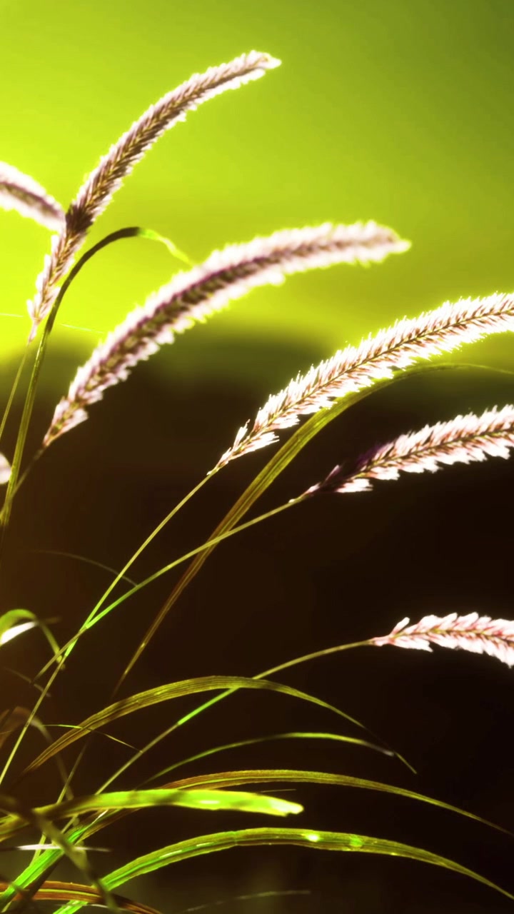 Erba aggraziata ondeggia nella brezza sotto una calda luce dorata.