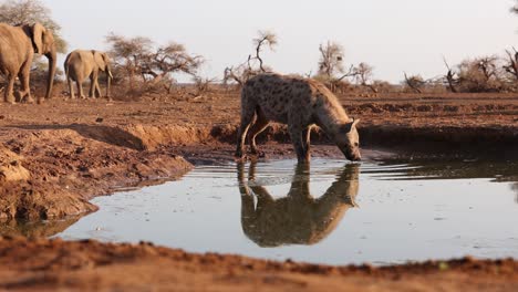 wide shot of a spotted hyena standing in a waterhole while drinking with a beautiful reflection on the surface with elephants feeding in the background, mashatu game reserve.
