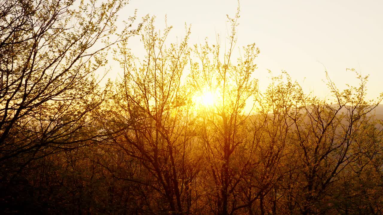 Sunset lighting behind bare trees, capturing the calm beauty of nature at dusk
