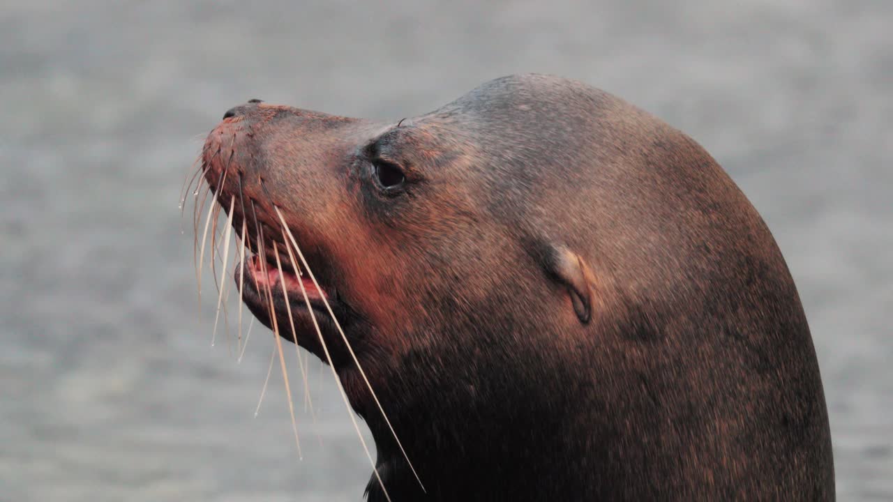 gran madre lobo marino en las islas galápagos