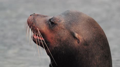 Gran-León-Marino-Madre-En-Las-Islas-Galápagos