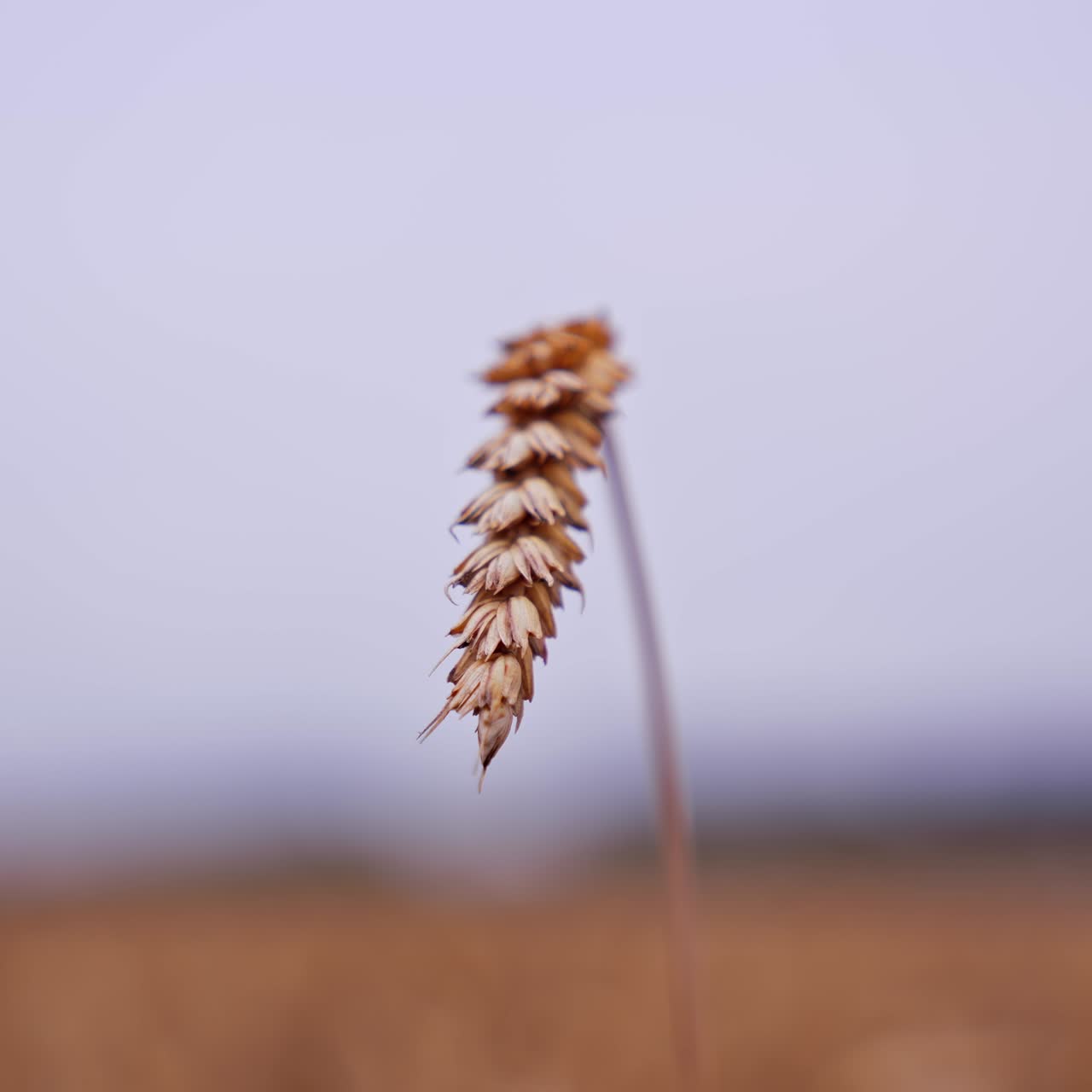 Wheat spikelet isolated. Alone ripe ear of wheat on blurred background. Agriculture industry. Harvest season. Close-up