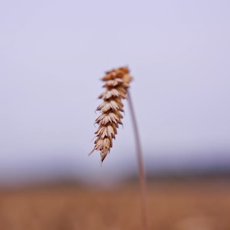 wheat spikelet isolated. alone ripe ear of wheat on blurred background. agriculture industry. harvest season. close-up