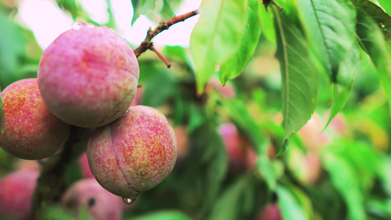 Ripe pink plums with dew drops hanging from a Moc Chau tree branch in a lush summer orchard, soft background bokeh highlighting fresh organic fruit