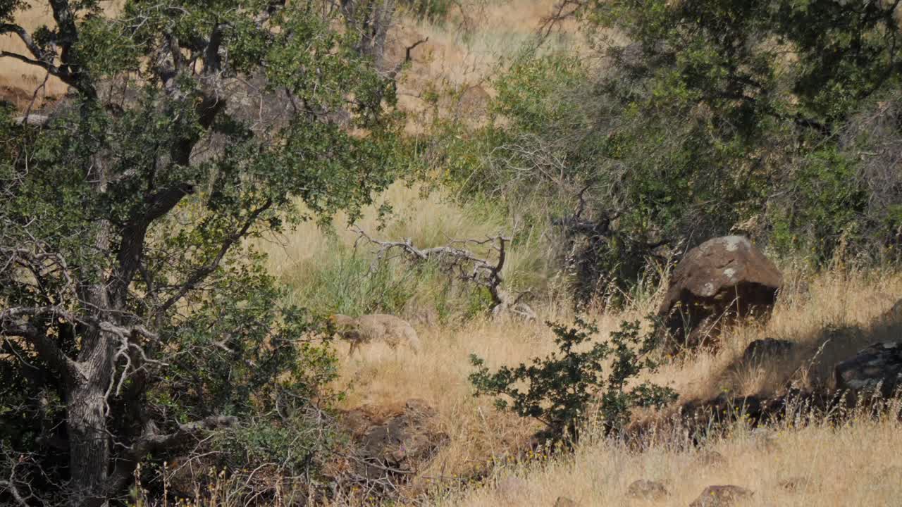 야생 에서 산책 하는 코요테