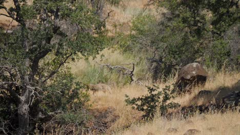coyote caminando en la naturaleza