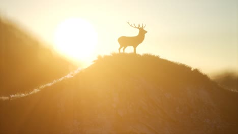 deer male in forest at sunset