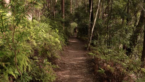 hand held footage of purlingbrook falls walk, springbrook national park, gold coast hinterland, queensland, australia