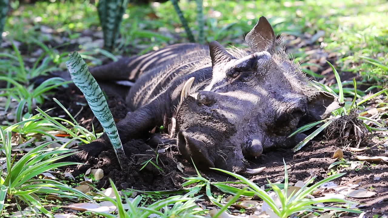 un jabalí macho joven encuentra un lugar sombreado en la hierba verde que crece alrededor de un albergue dentro del parque nacional greater kruger