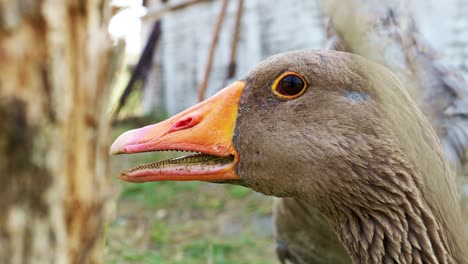 close-up head of a goose