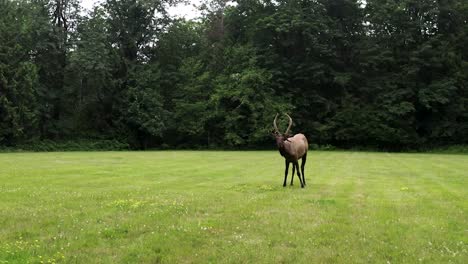 Young-Elk-Feeds-On-Grass-Fields-At-The-Mountain-National-Park