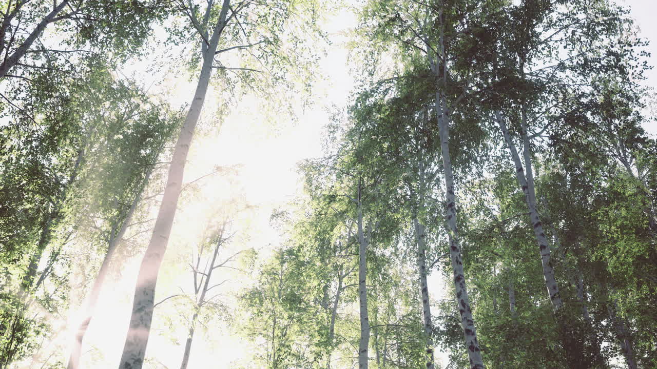 Bright sunlight filtering through leafy trees in a tranquil forest setting