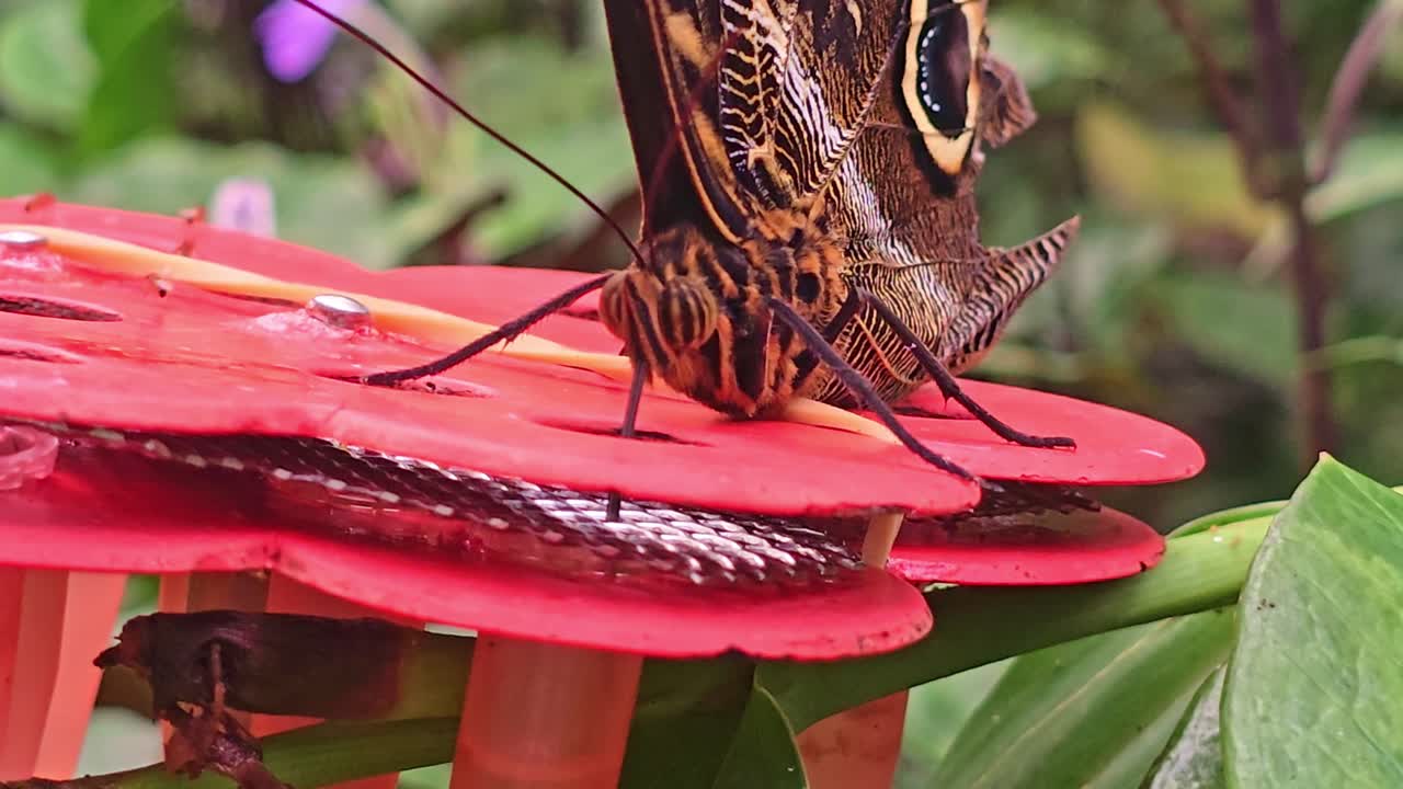 Primo piano di una farfalla civetta che beve nettare su un fiore tropicale rosso