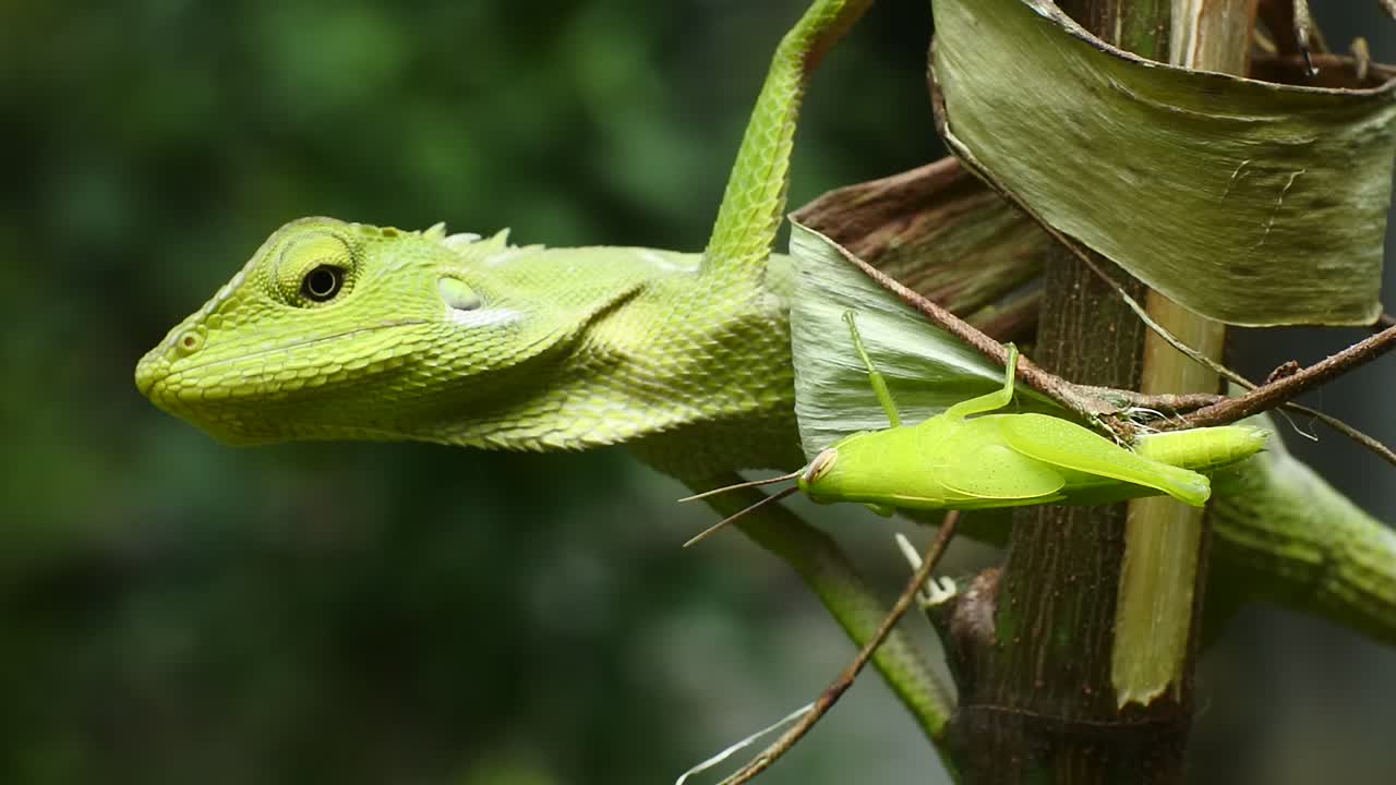 카멜레온은 장미 꽃에 메뚜기를 사냥
